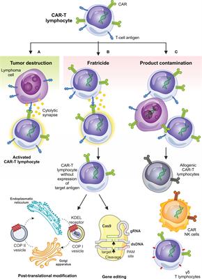 Frontiers | Chimeric Antigen Receptor Based Cellular Therapy For ...